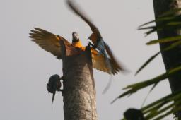 HansD 11 Blauwe macaws - On top